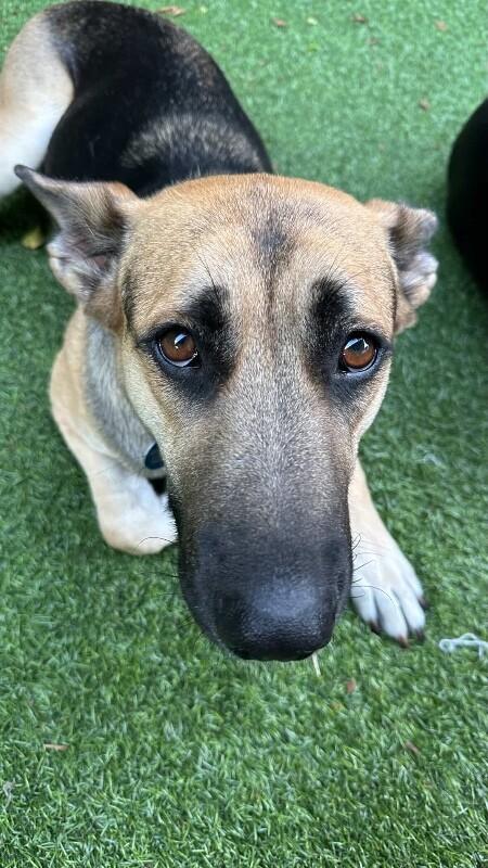 Hazel, a Adoptable mixed breed in Van Nuys, CA image 1/6