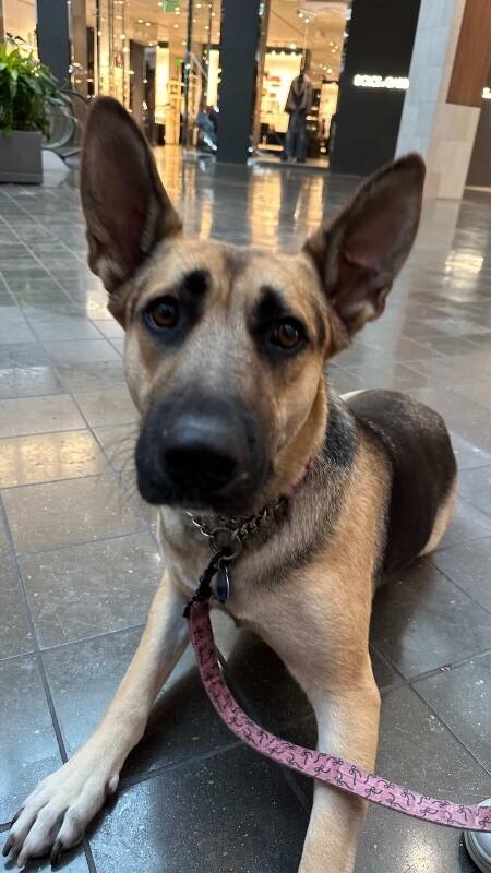 Hazel, a Adoptable mixed breed in Van Nuys, CA image 2/6