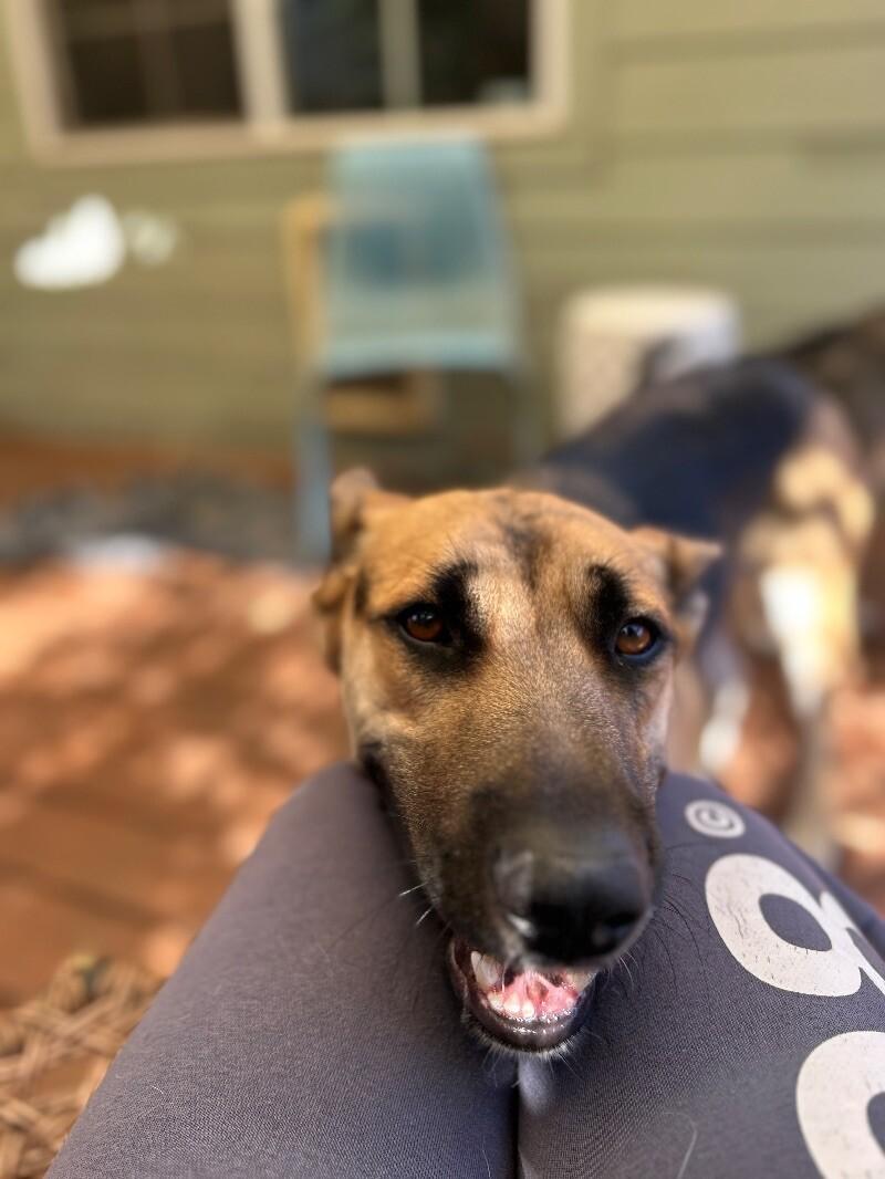 Hazel, Adoptable, Adult Female German Shepherd Dog & Mixed Breed.