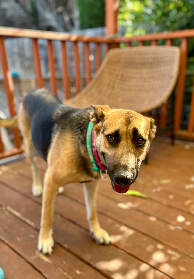 Hazel, a Adoptable mixed breed in Van Nuys, CA image 2/6