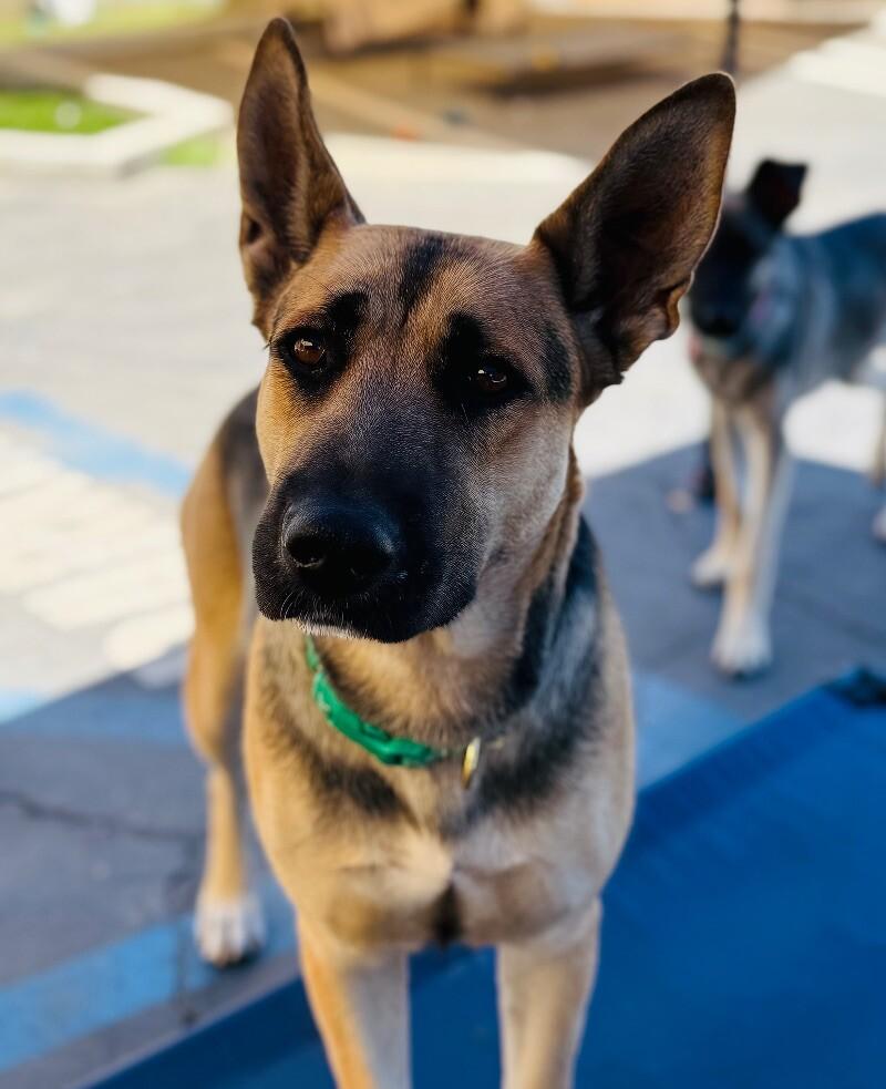 Hazel, a Adoptable mixed breed in Van Nuys, CA image 3/6