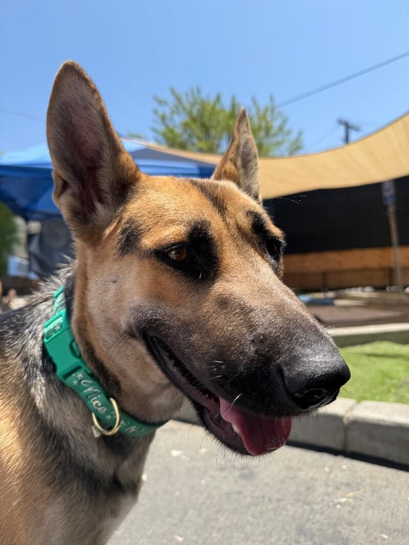 Hazel, a Adoptable mixed breed in Van Nuys, CA image 4/6