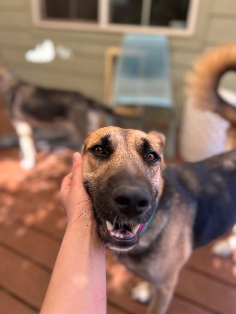 Hazel, a Adoptable mixed breed in Van Nuys, CA image 5/6