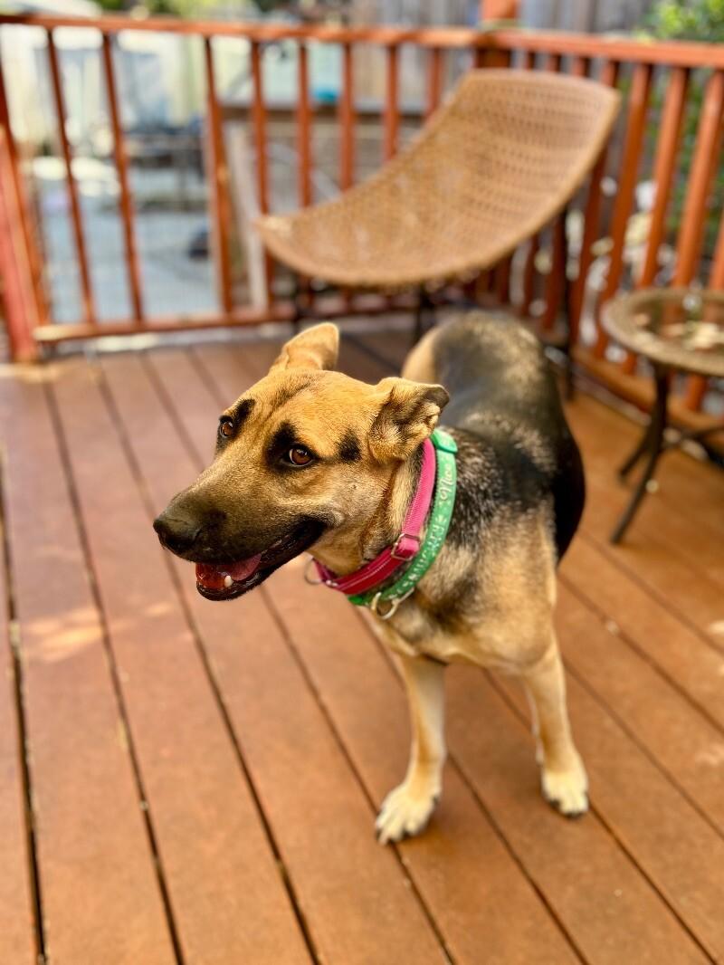 Hazel, a Adoptable mixed breed in Van Nuys, CA image 6/6