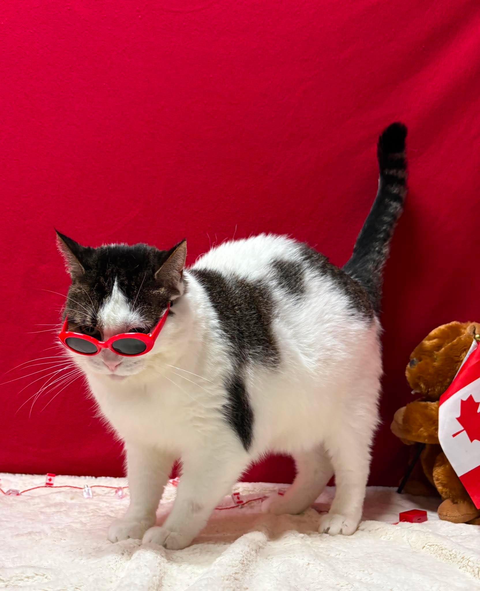 PATCHES, an adopted Domestic Short Hair in Tillsonburg, ON image 2/6