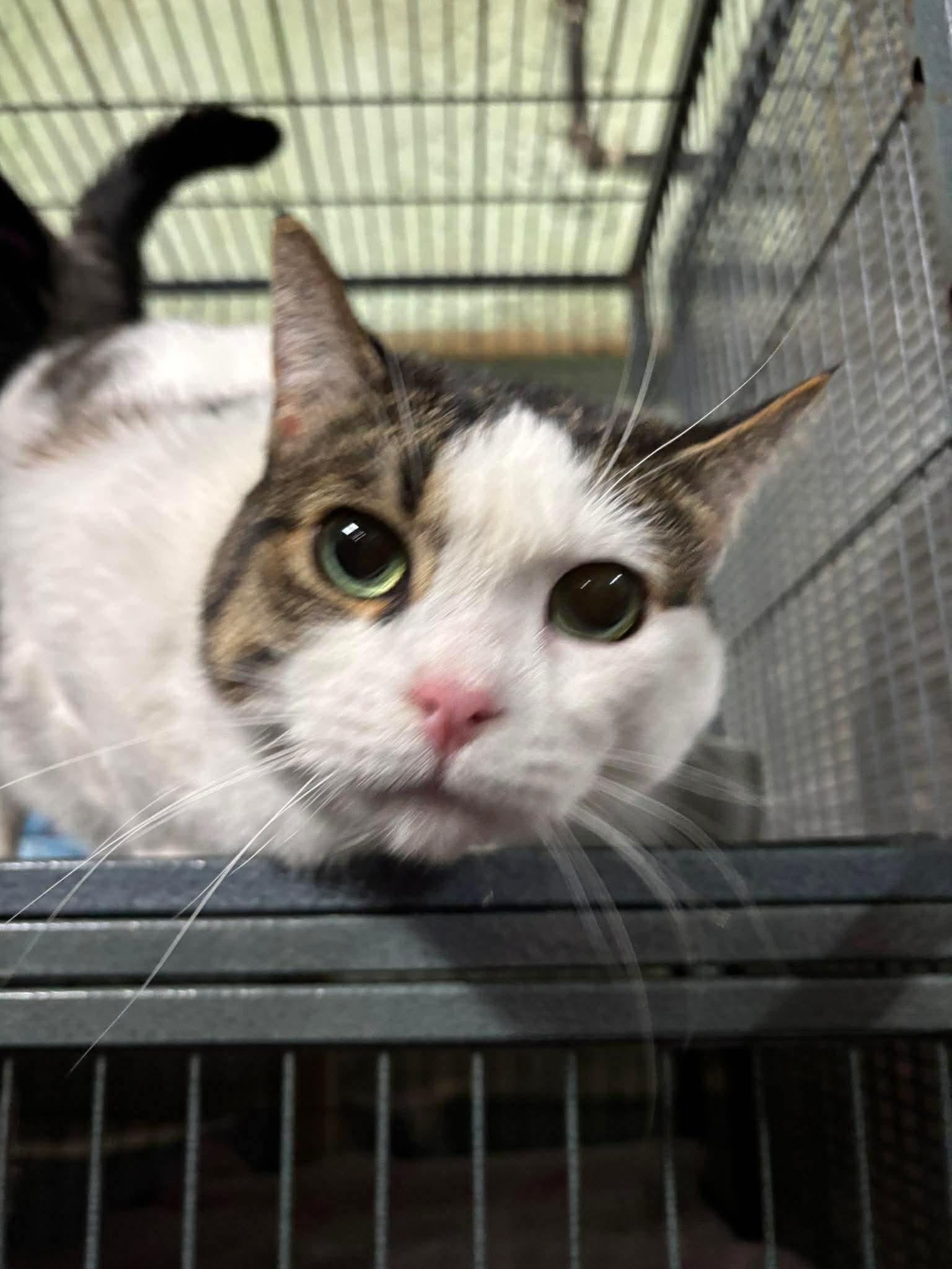 PATCHES, an adopted Domestic Short Hair in Tillsonburg, ON image 5/6