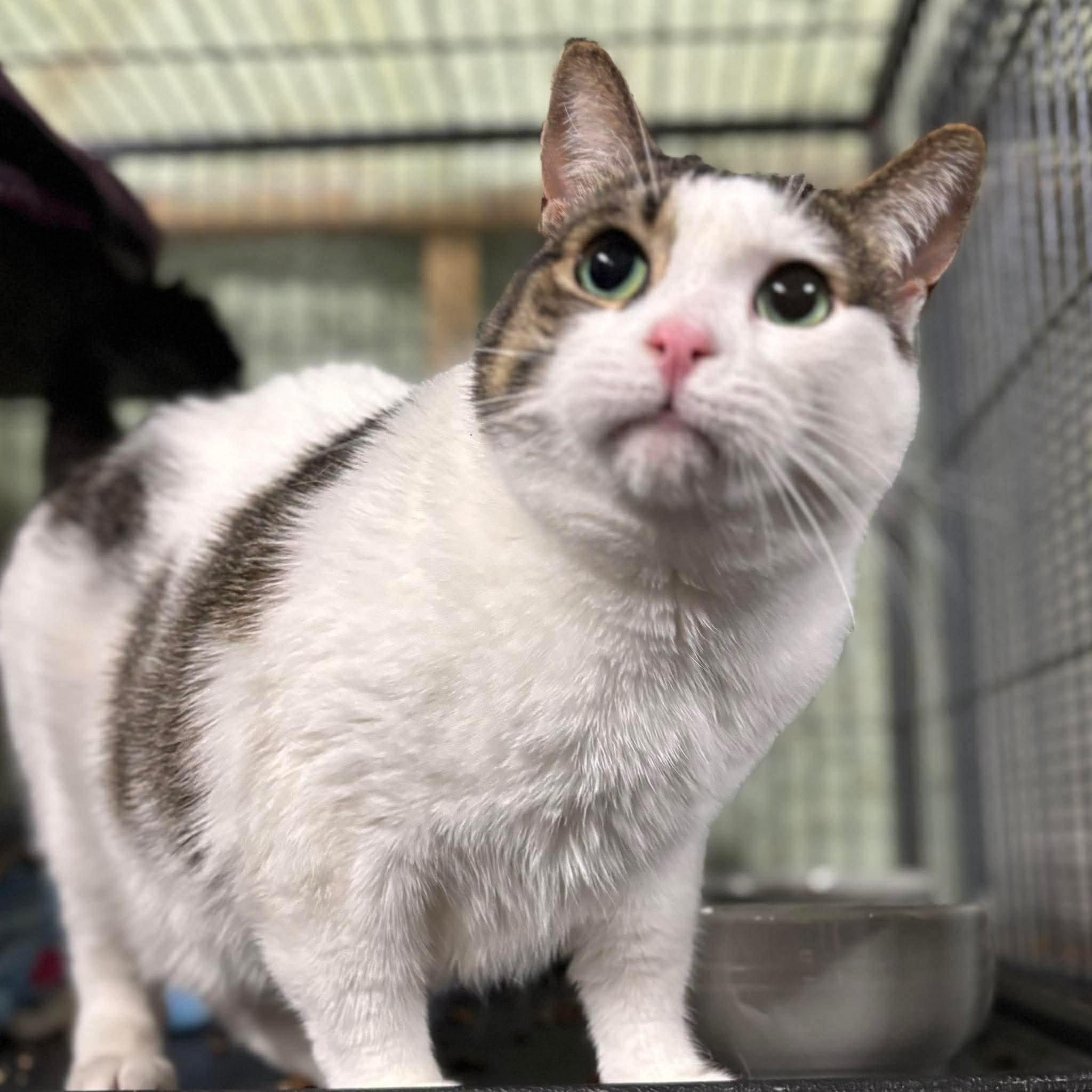 PATCHES, an adopted Domestic Short Hair in Tillsonburg, ON image 4/6