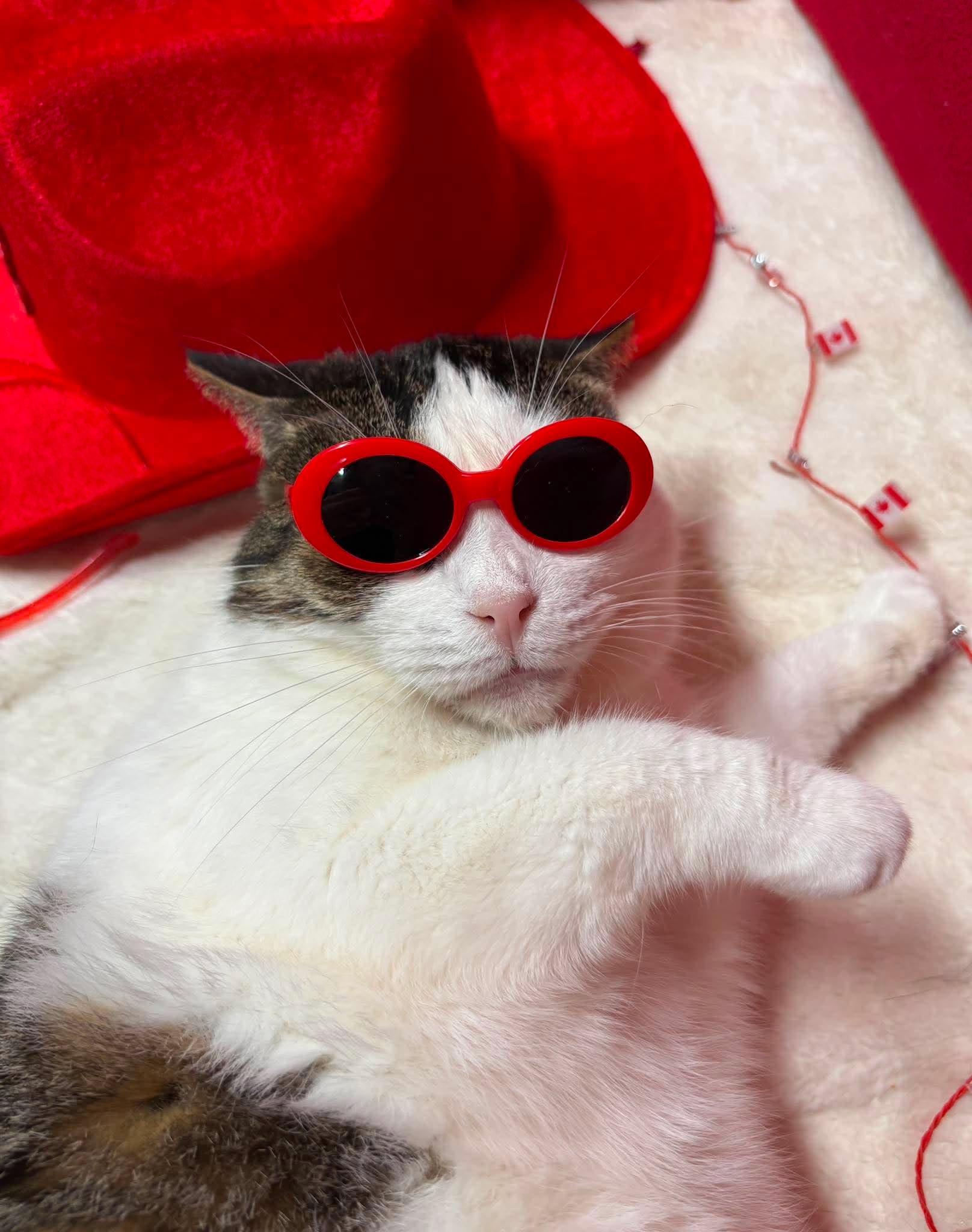 PATCHES, an adopted Domestic Short Hair in Tillsonburg, ON image 1/6