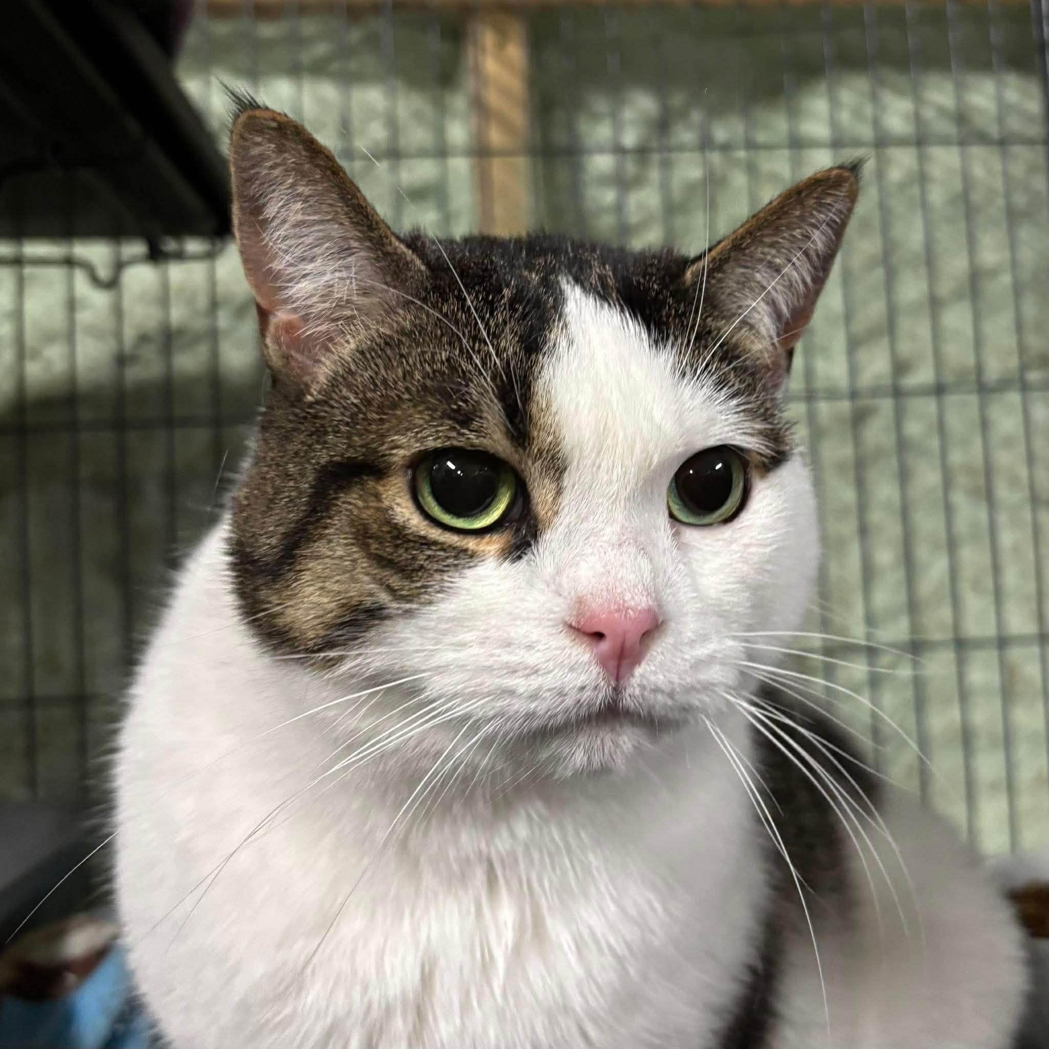 PATCHES, an adopted Domestic Short Hair in Tillsonburg, ON image 3/6