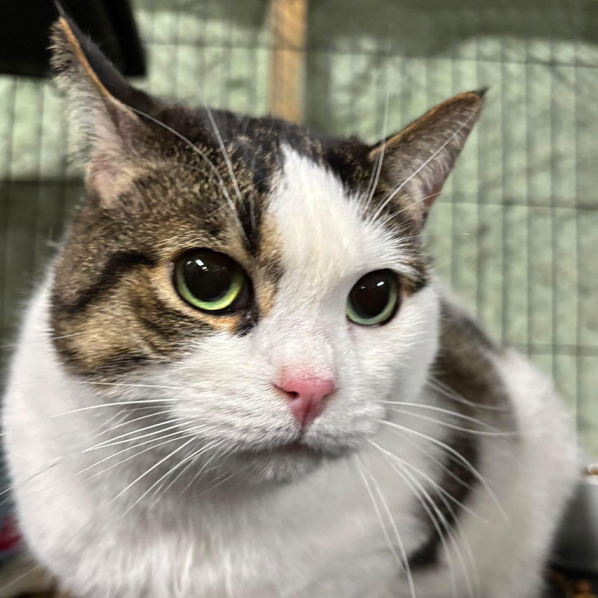 PATCHES, an adopted Domestic Short Hair in Tillsonburg, ON image 6/6
