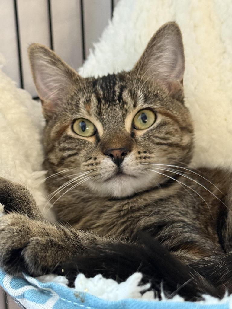 Lucy, Adoptable, Young Female Domestic Short Hair.