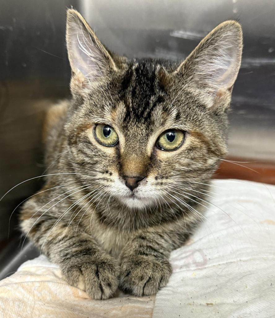 Lucy, Adoptable, Kitten Female Domestic Short Hair.