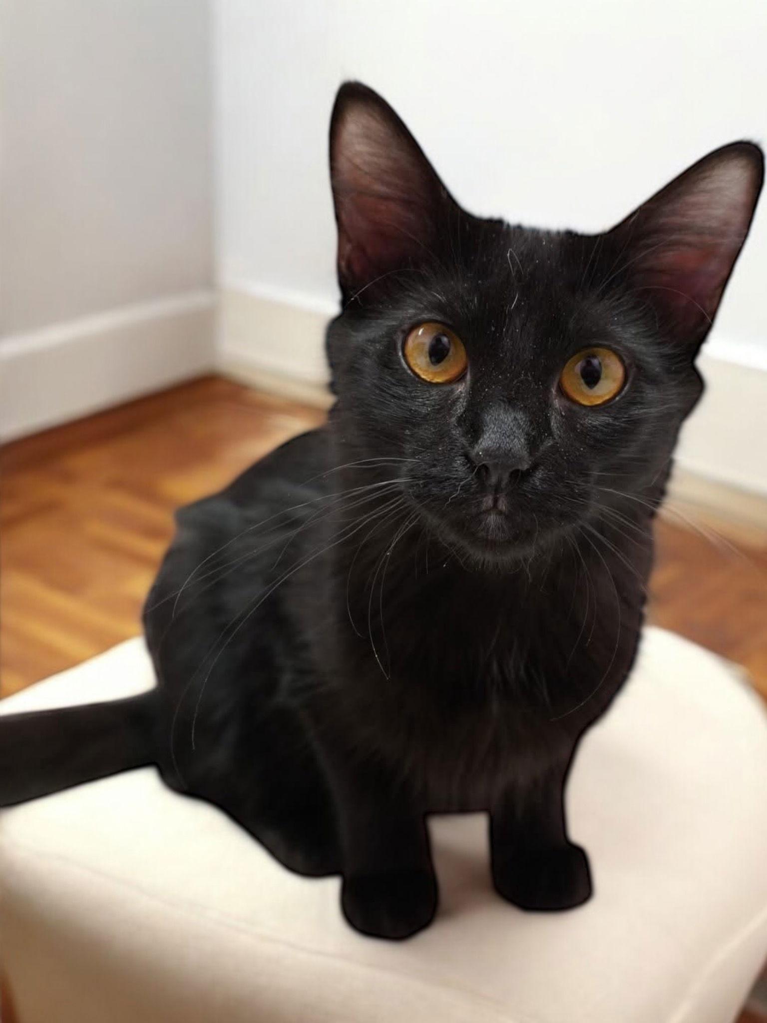 Serenity, Adoptable, Kitten Female Domestic Long Hair.