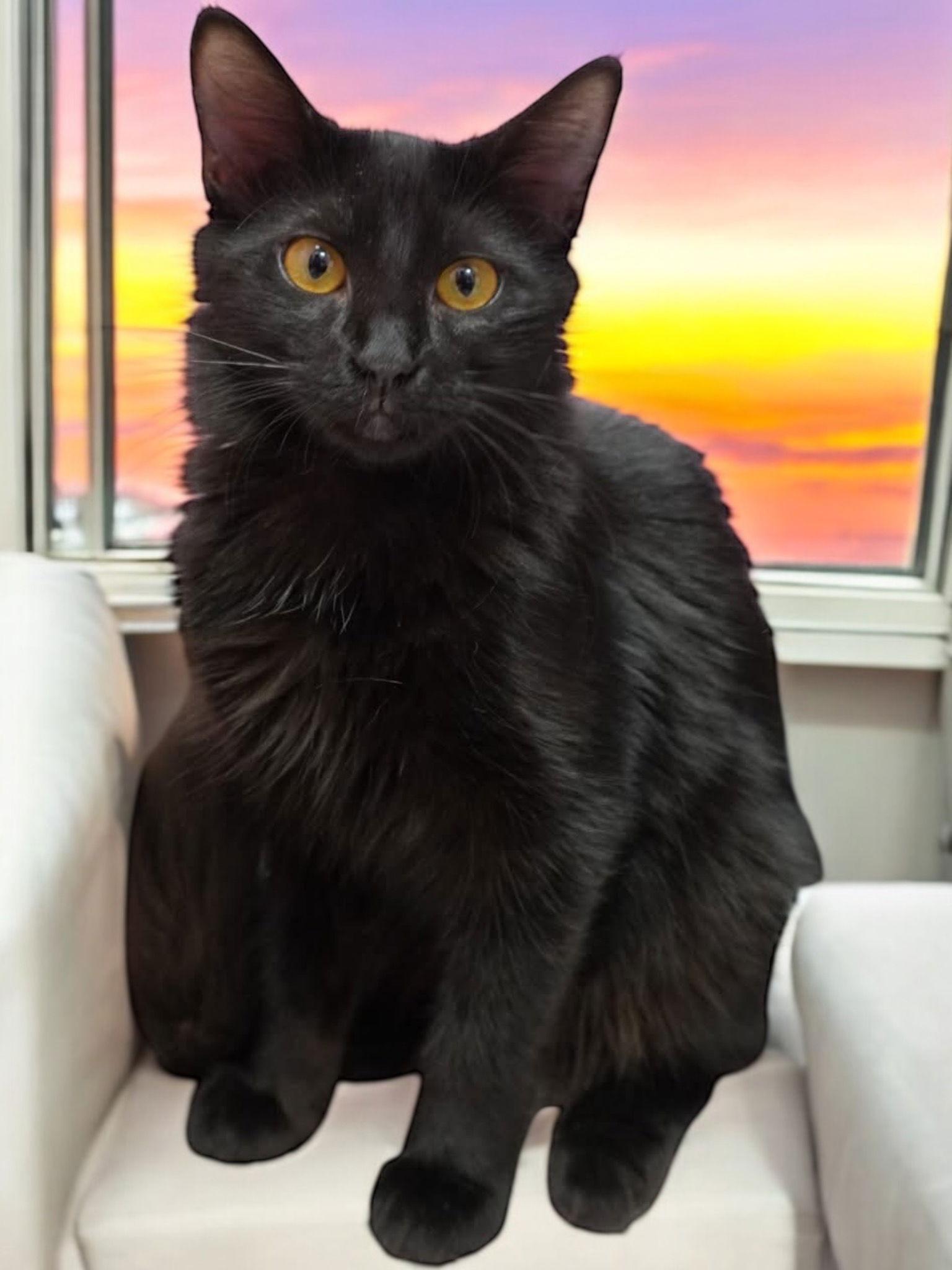 Enlarge Serenity, a Adoptable Domestic Long Hair in Champaign, IL image 2/3