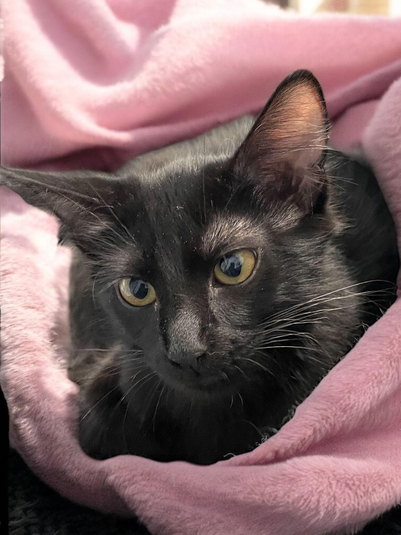 Enlarge Serenity, a Adoptable Domestic Long Hair in Champaign, IL image 3/3