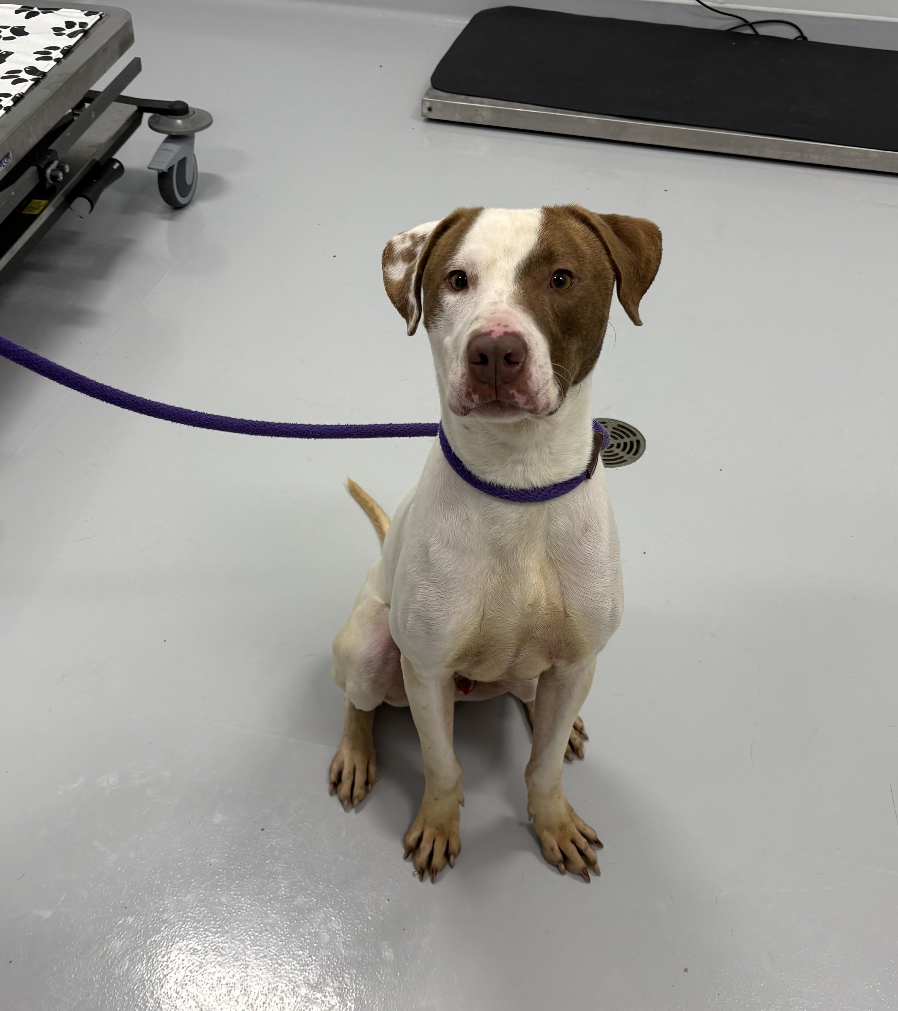 Enlarge Pedro, a Adoptable mixed breed in Kankakee, IL image 1/1