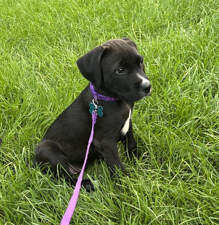 Charlotte, an adopted mixed breed in Yorkville, IL image 3/3