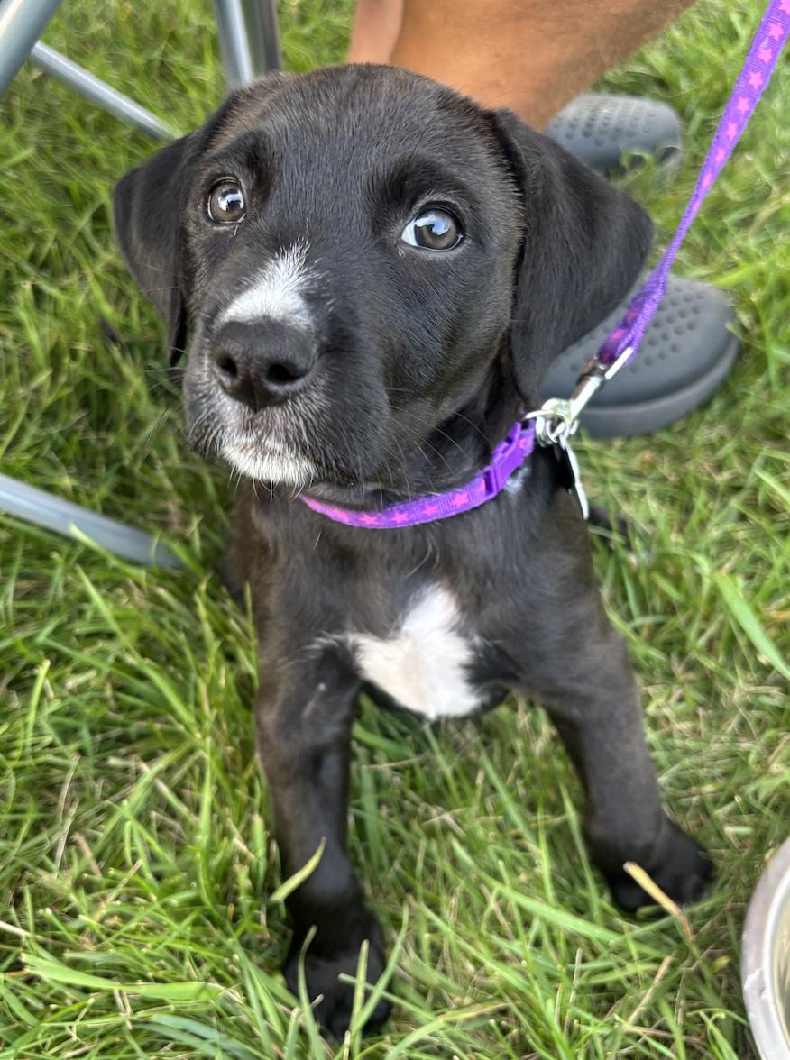Charlotte, an adopted mixed breed in Yorkville, IL image 2/3