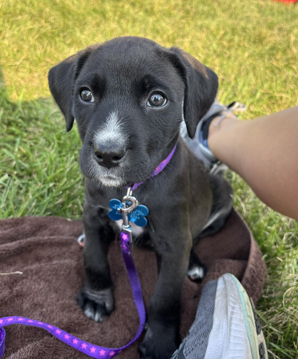 Charlotte, adopted, Puppy Female Labradoodle & Terrier.