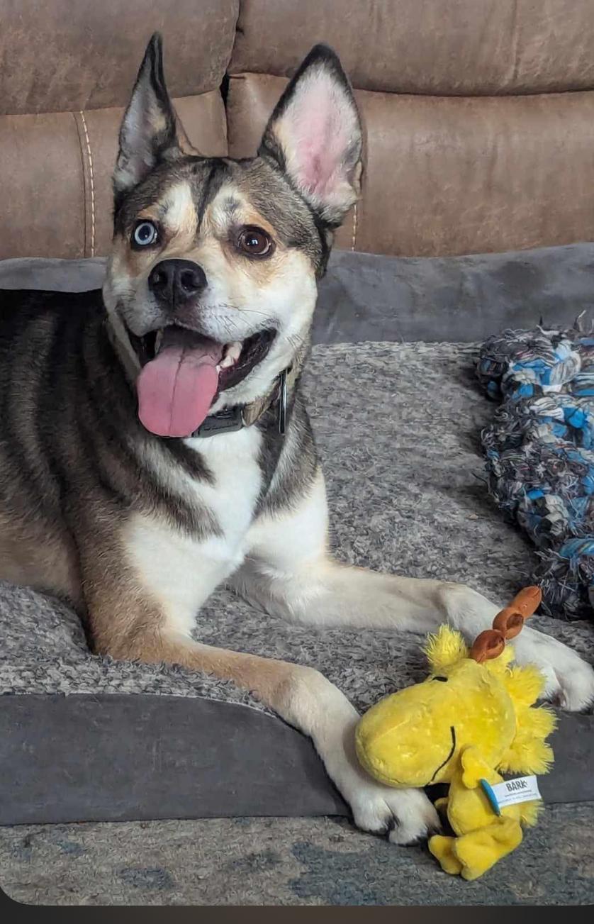 ICARUS, a Adoptable mixed breed in Lebanon, TN image 1/5