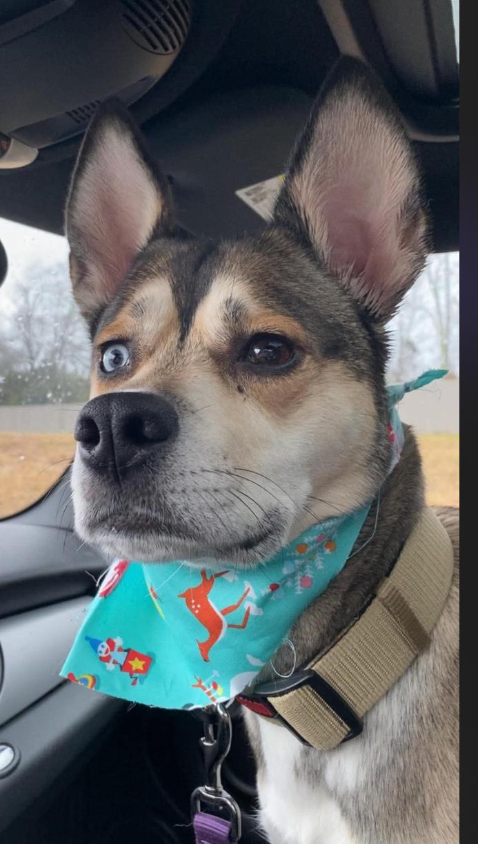 ICARUS, a Adoptable mixed breed in Lebanon, TN image 2/5