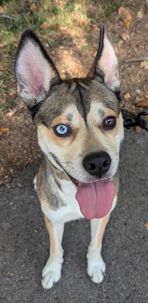 ICARUS, a Adoptable mixed breed in Lebanon, TN image 3/5