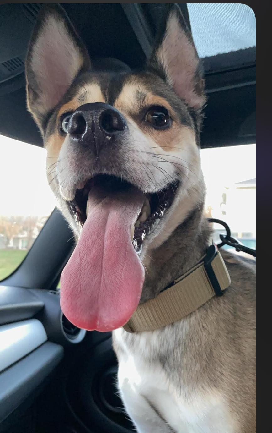 ICARUS, a Adoptable mixed breed in Lebanon, TN image 4/5