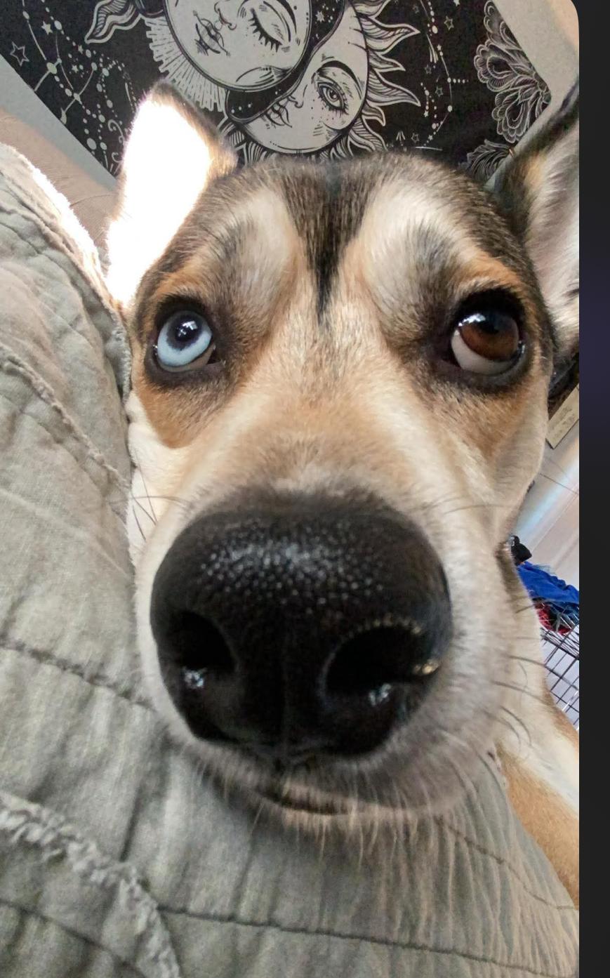 ICARUS, a Adoptable mixed breed in Lebanon, TN image 5/5