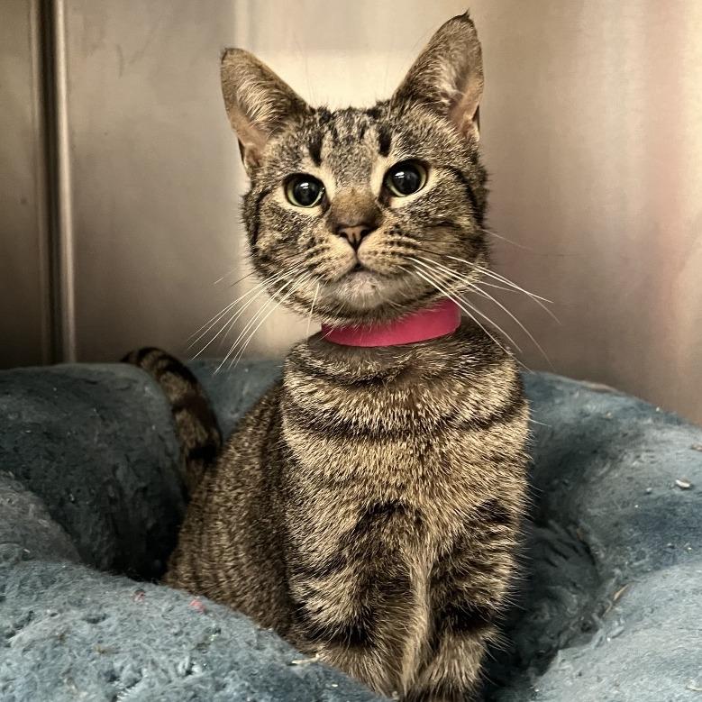 Catnip — thumbnail 2