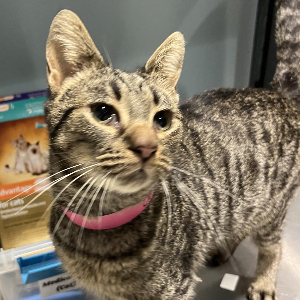 Catnip — thumbnail 3