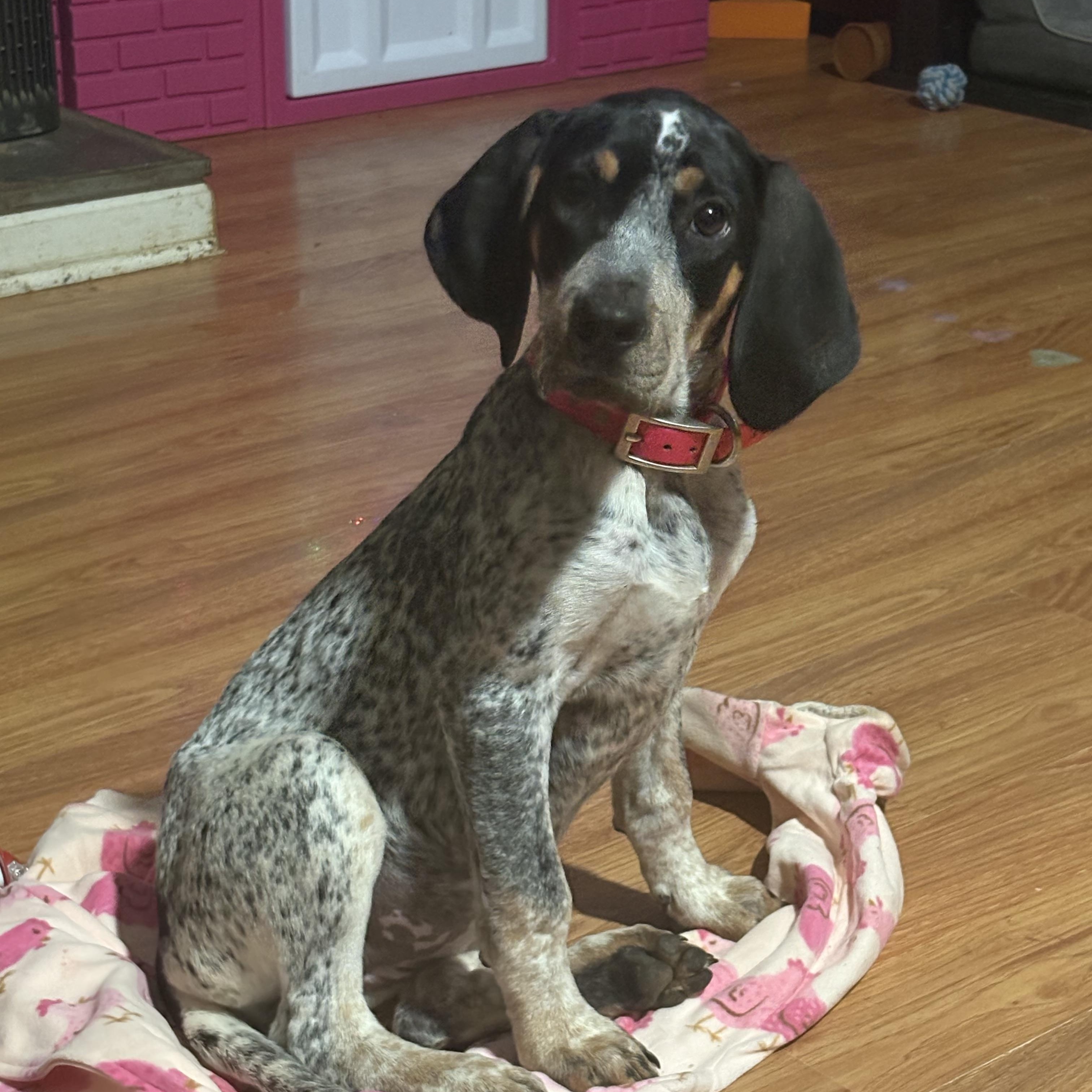 Enlarge Jessie, an adopted English Coonhound in Knoxville, TN image 1/3