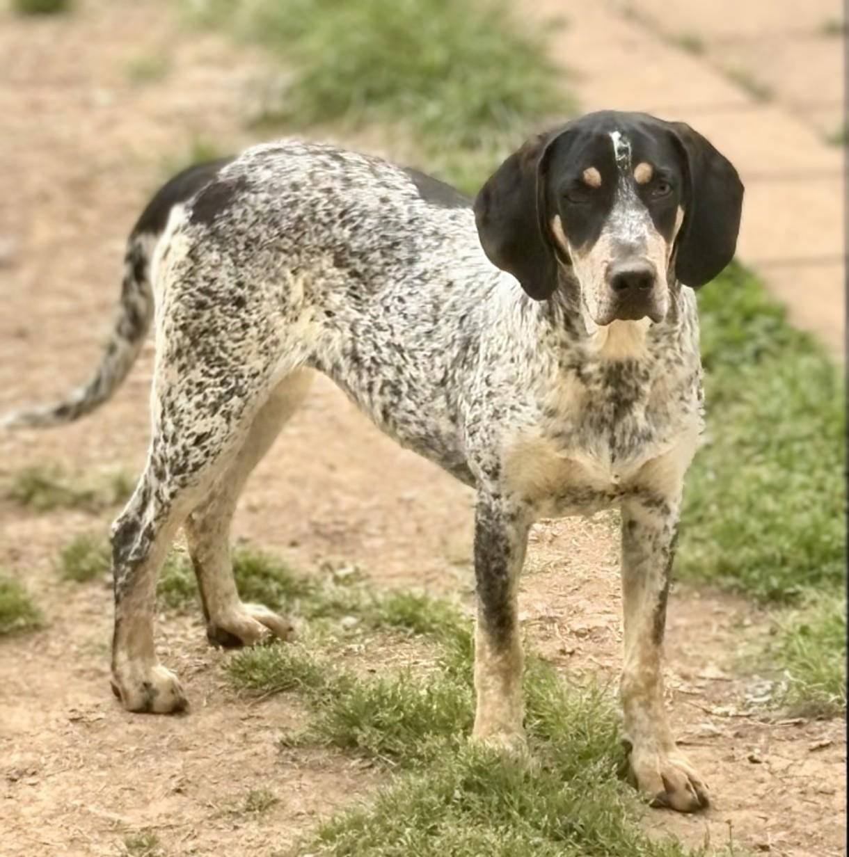 Jessie, adoptable, Young Female English Coonhound.
