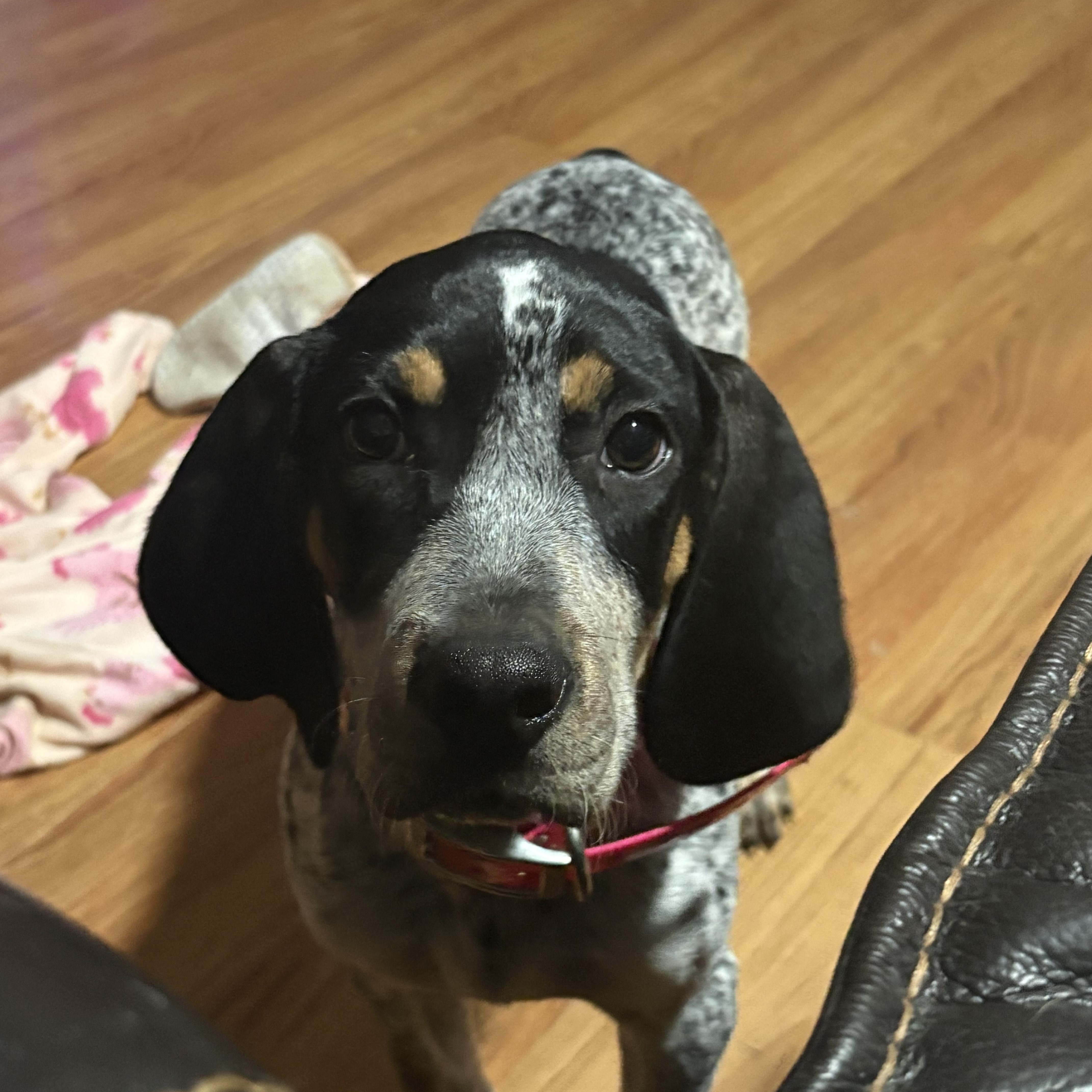 Enlarge Jessie, an adopted English Coonhound in Knoxville, TN image 3/3