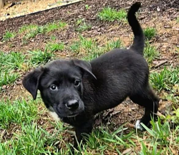 Enlarge Ravishing Reef, a ADOPTABLE mixed breed in Reston, VA image 3/5