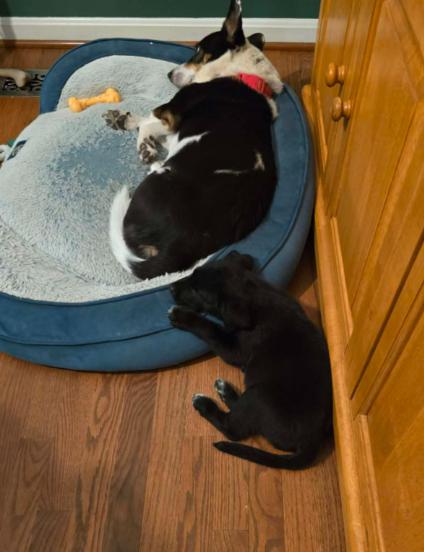 Enlarge Ravishing Reef, a ADOPTABLE mixed breed in Reston, VA image 4/5