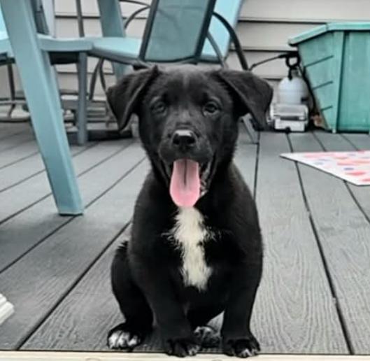 Enlarge Ravishing Reef, a ADOPTABLE mixed breed in Reston, VA image 2/5