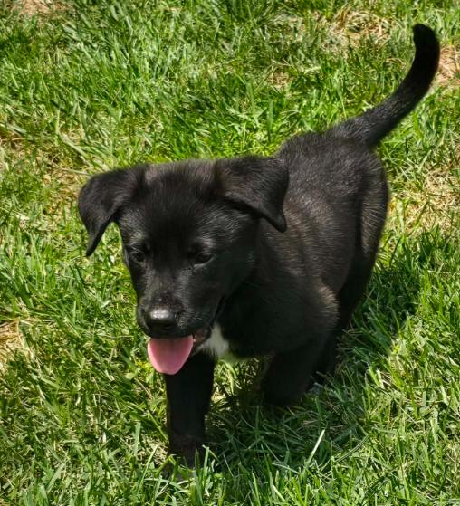Enlarge Ravishing Reef, a ADOPTABLE mixed breed in Reston, VA image 5/5