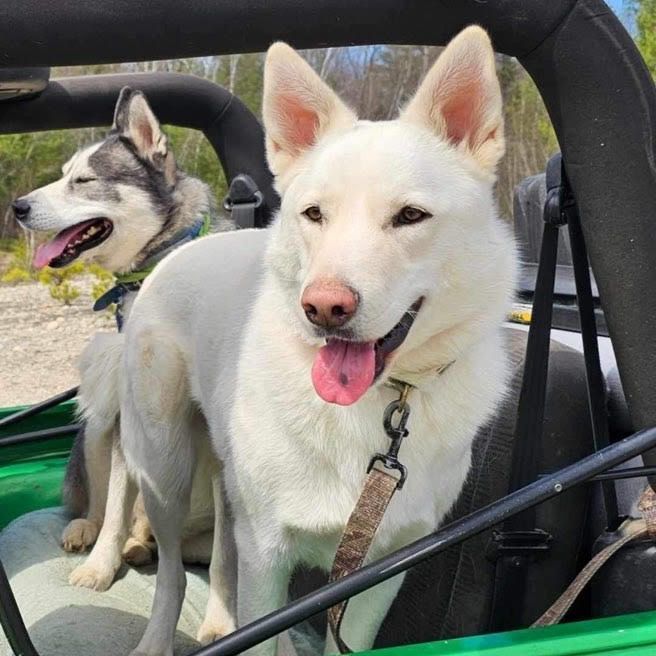 Aladdin, Adoptable, Young Male Husky & Shepherd.