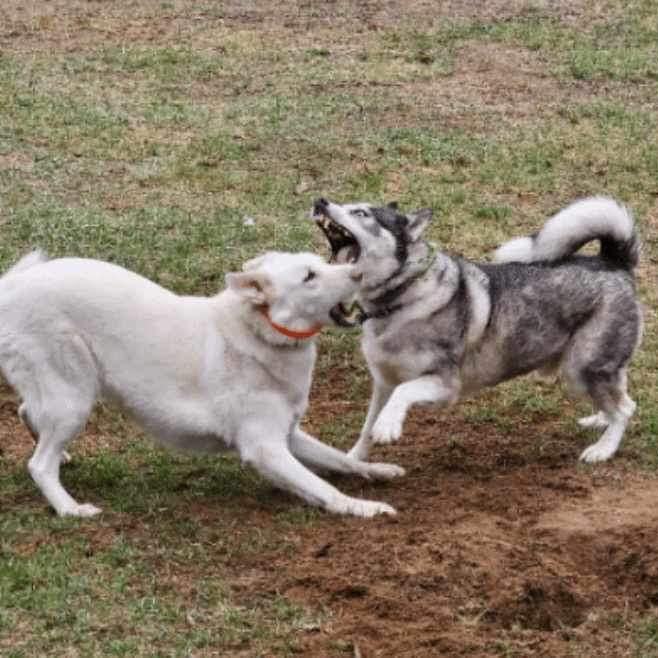 Aladdin, a Adoptable mixed breed in Scranton, PA image 2/6