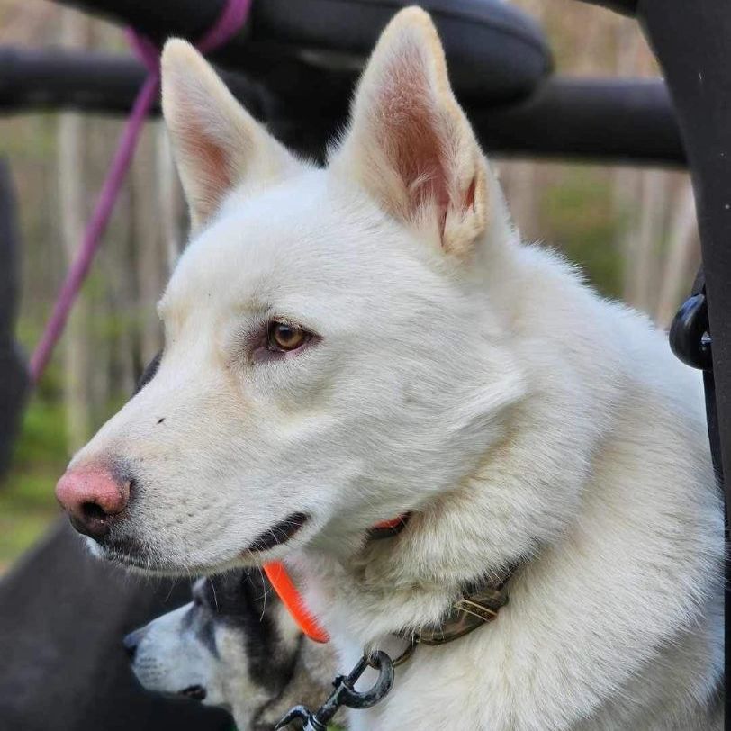 Aladdin, a Adoptable mixed breed in Scranton, PA image 3/6