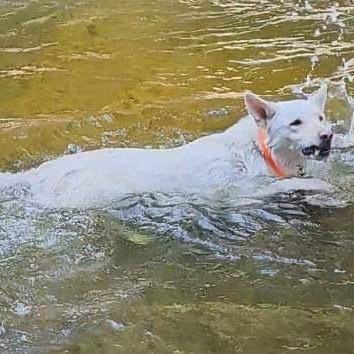 Aladdin, a Adoptable mixed breed in Scranton, PA image 5/6