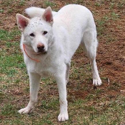 Aladdin, a Adoptable mixed breed in Scranton, PA image 6/6