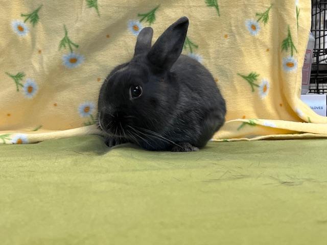 Enlarge Bun Jovi, a Adoptable mixed breed in Erie, PA image 2/4