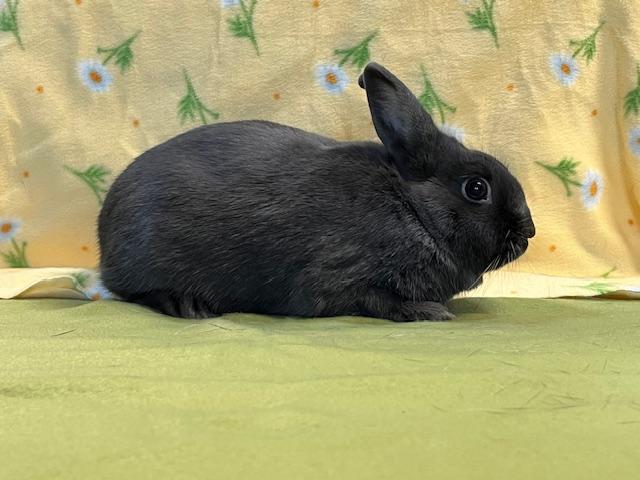 Enlarge Bun Jovi, a Adoptable mixed breed in Erie, PA image 4/4