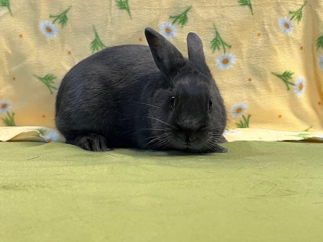 Bun Jovi, Adoptable, Young Male English Spot.