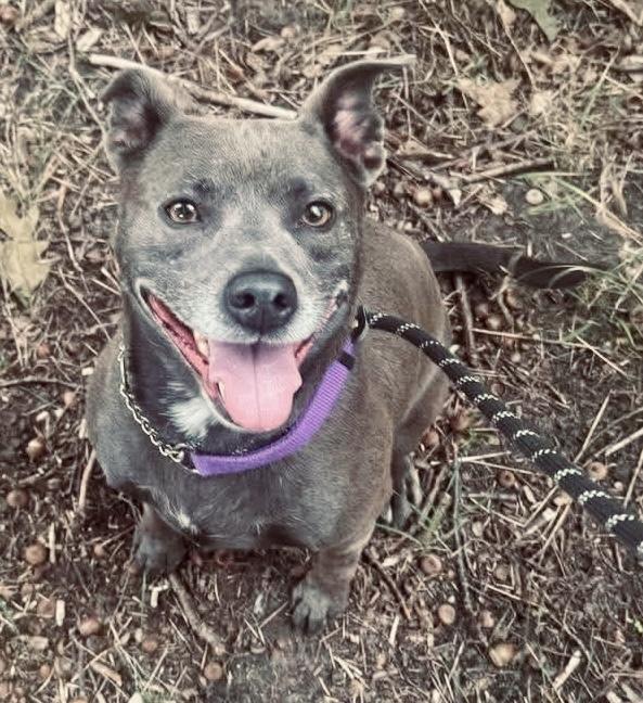 Enlarge Bella, a Adoptable Pit Bull Terrier in Lincoln, MI image 1/1