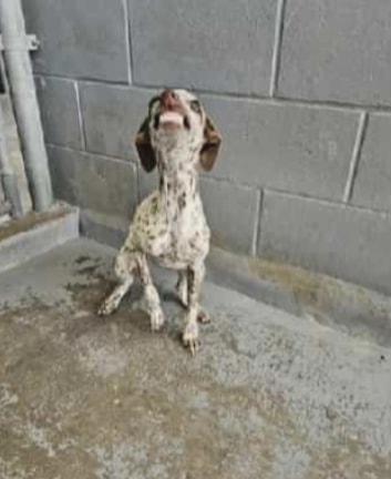 Polka Dots thumbnail 4