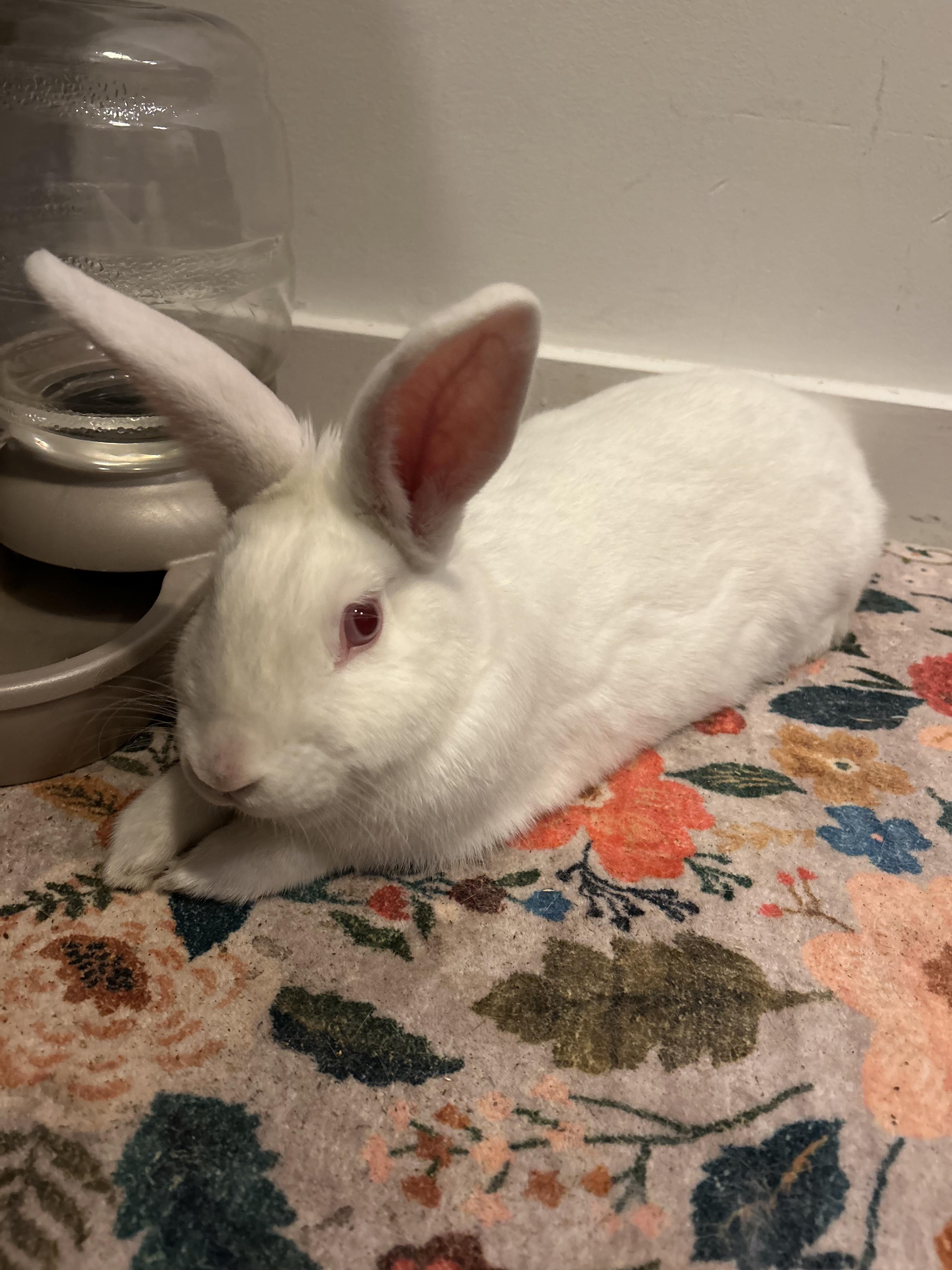 Hutch, Young Male unknown