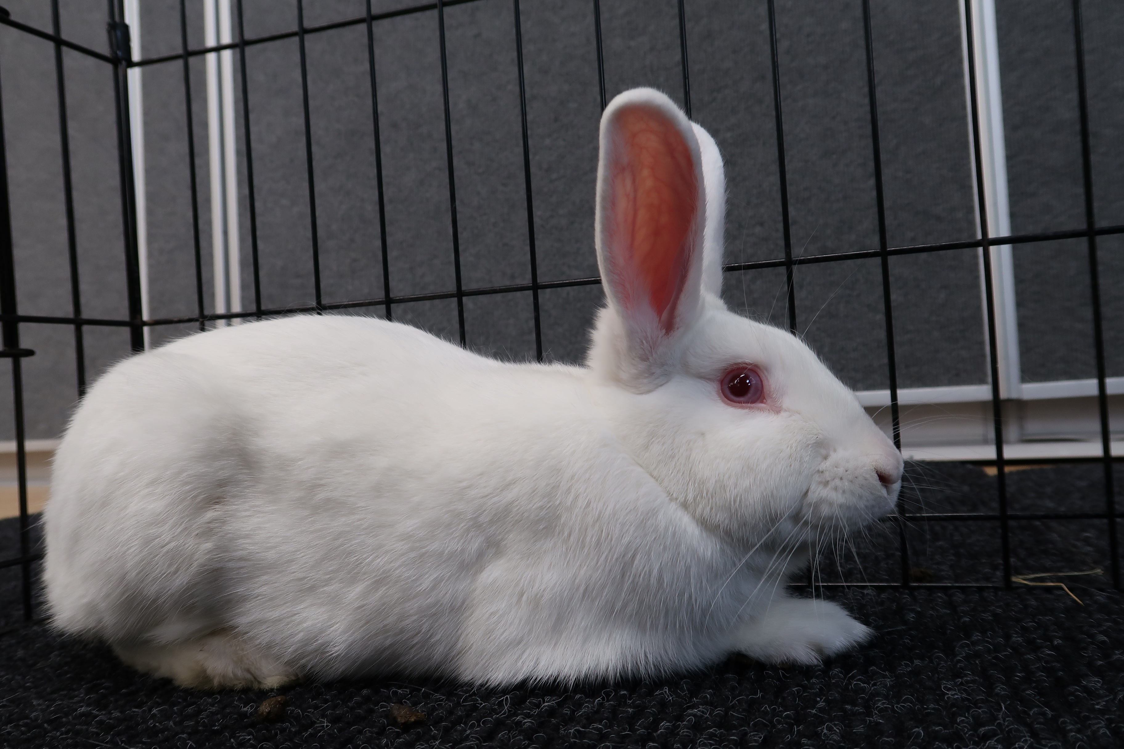 HUTCH (YOUNG NEUTERED MALE) photo 3