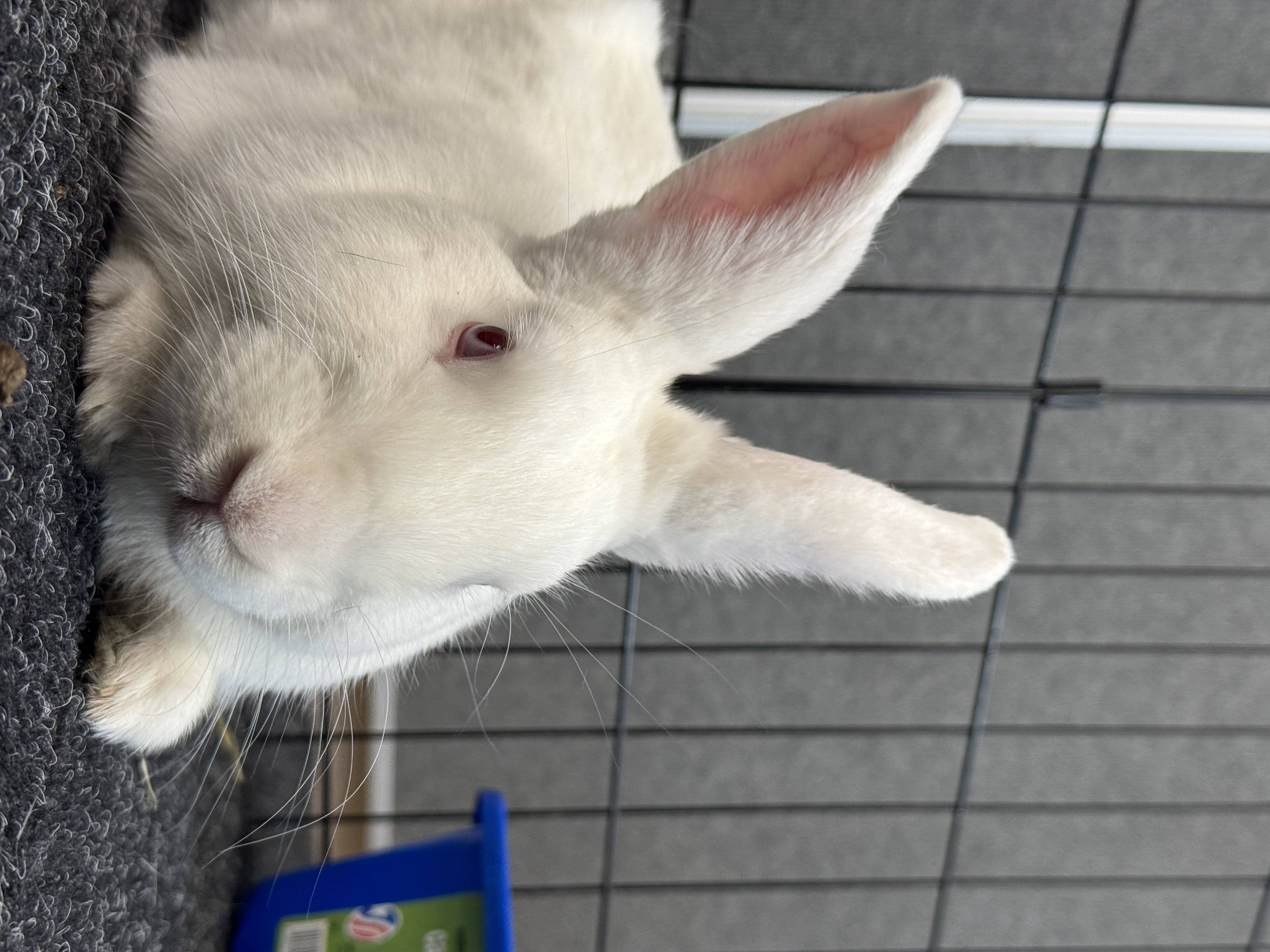 HUTCH (YOUNG NEUTERED MALE) photo 2